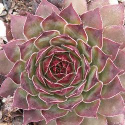 Sempervivum - Dachwurz - Hauswurz